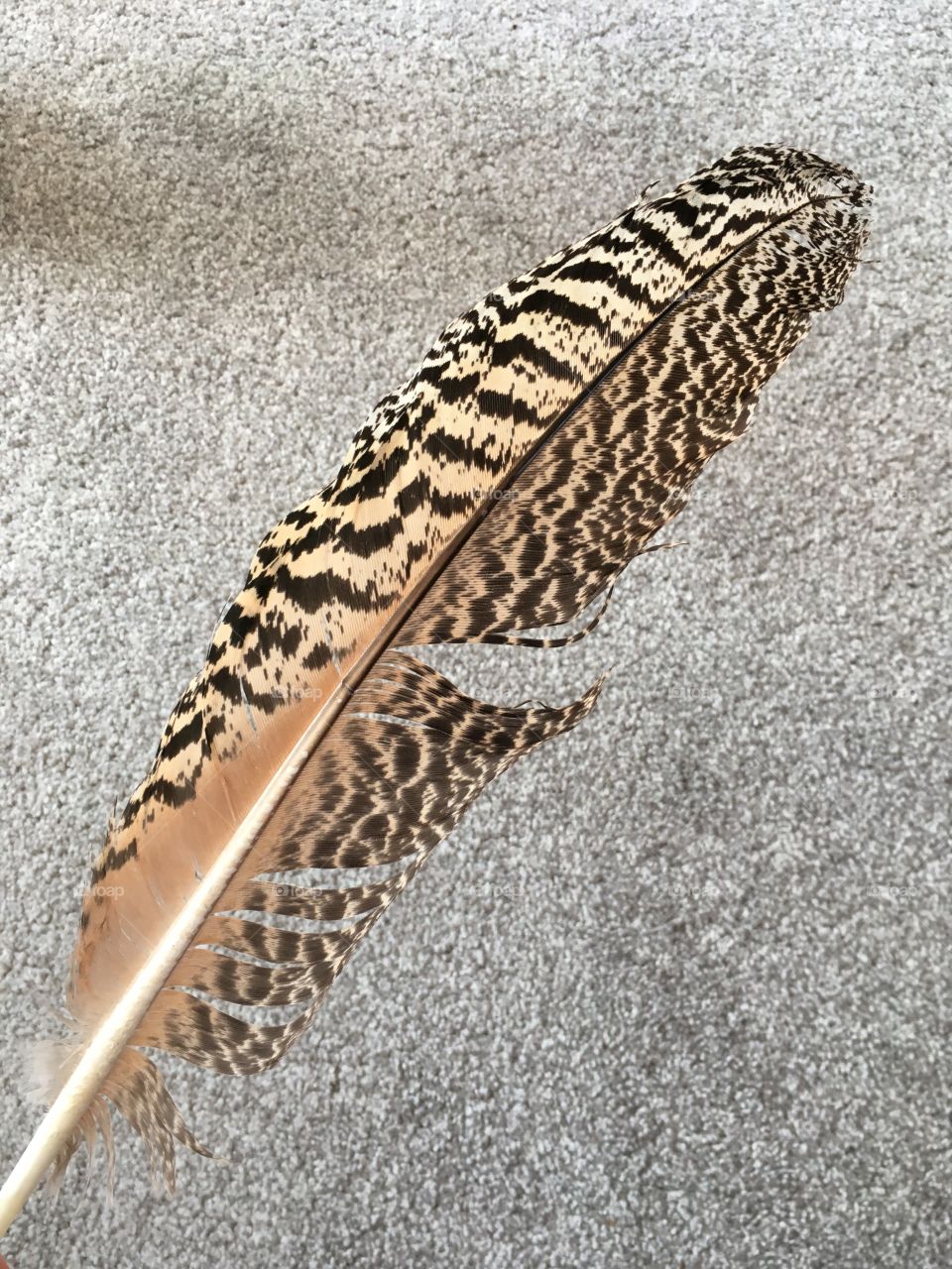 Beautiful large mottled bird feather from an English pheasant on grey carpet