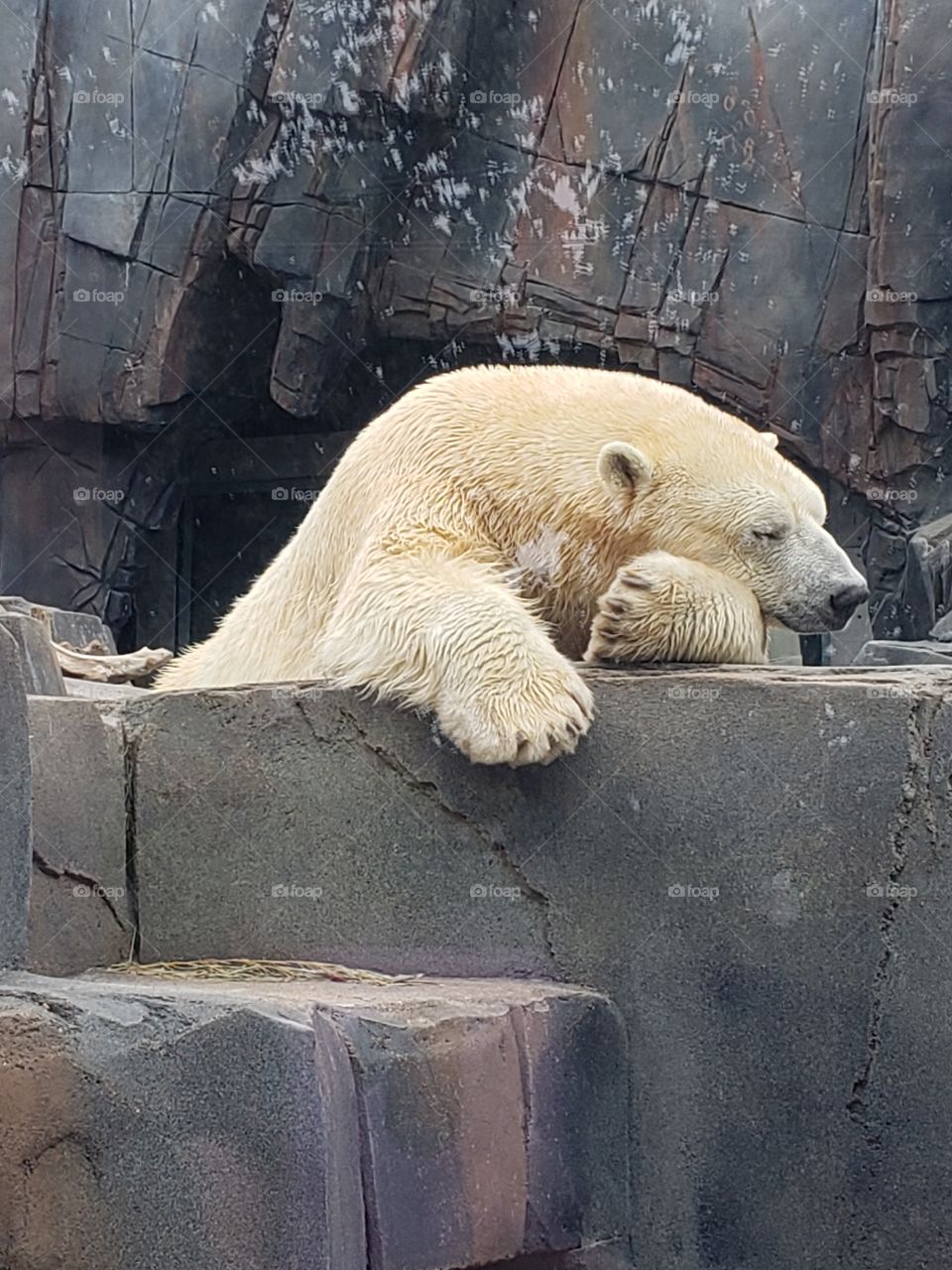 Polar bear relaxing on a lazy October day at the St Louis Zoo
