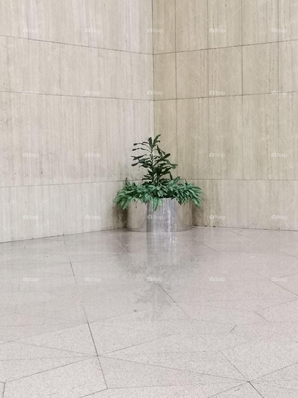 Plants ( Negative space, Frame the subject, Leading lines )