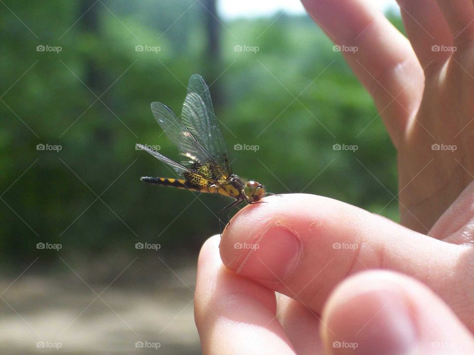 Closeup of dragonfly on hand
