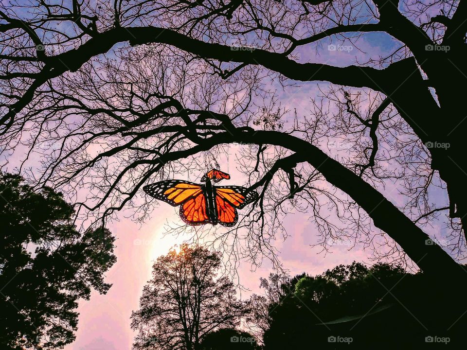 Monarch at sunset
