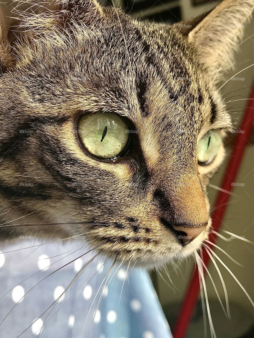Close up of the face of a brown tabby cat