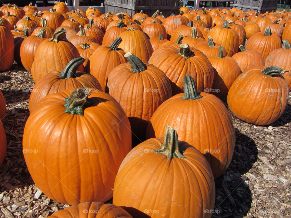 outdoors autumn farm pumpkins by franko23