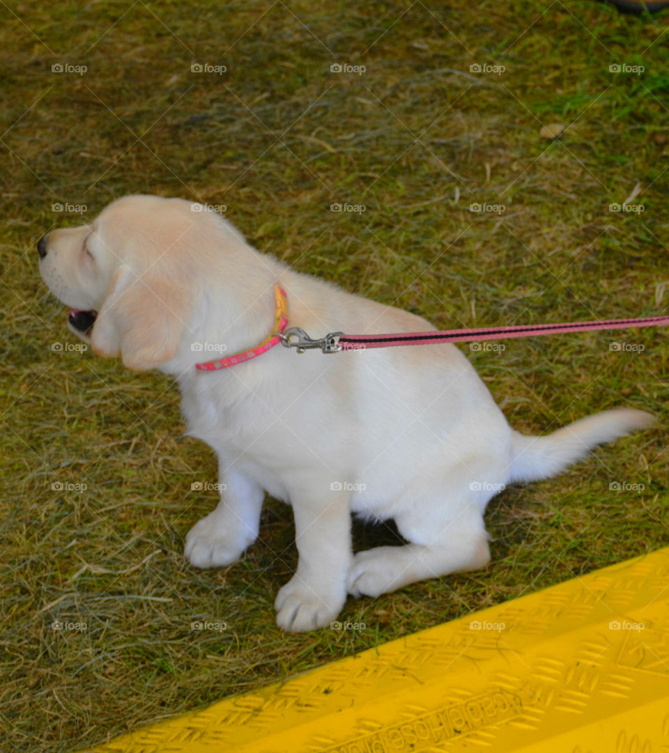 Cutest Pets in the World! Canine power! Adorable, big eyes, joyful, cleaver, cuddly, and affectionate are some of the words that describe the Cutest Pets in the World!