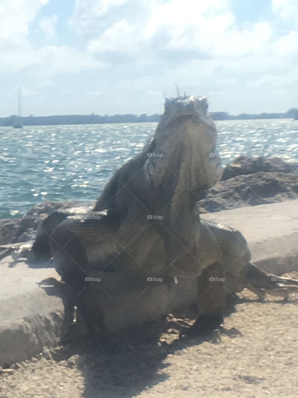 Lizard Sunbathing In Miami