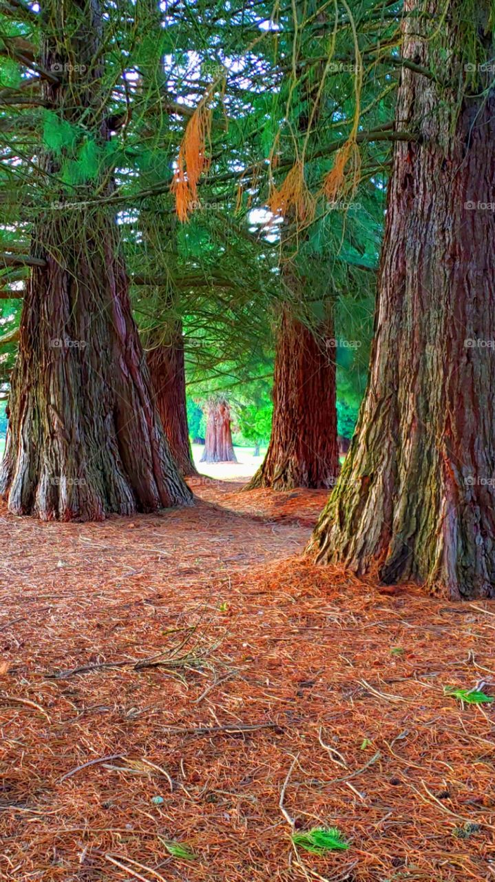 Oregon Coastal Redwoods