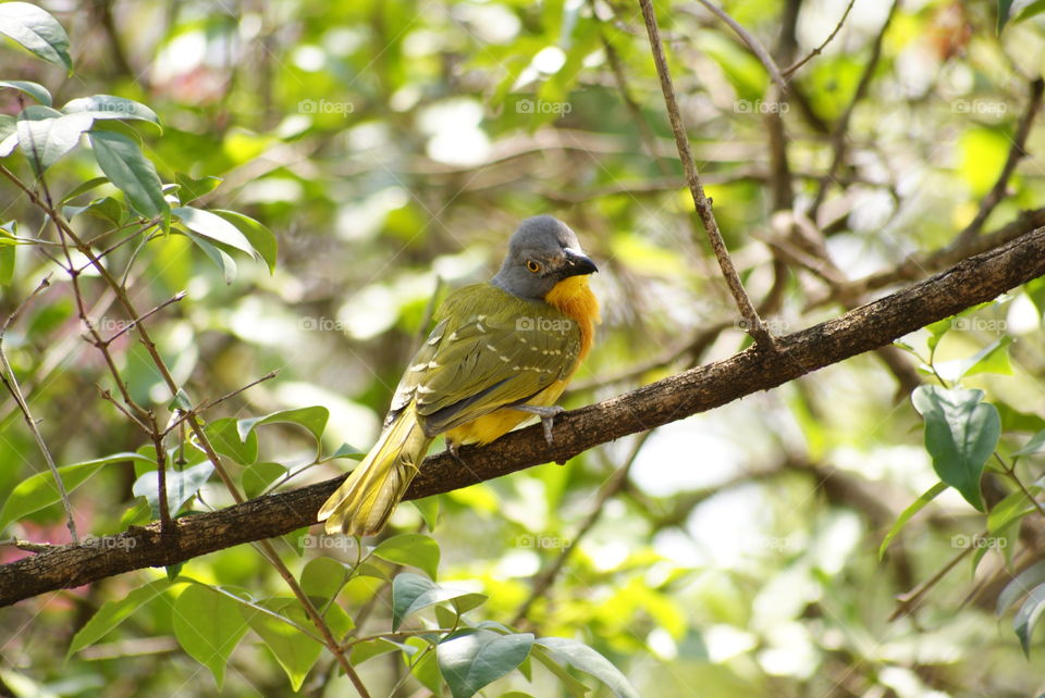 colorful bird in a tree