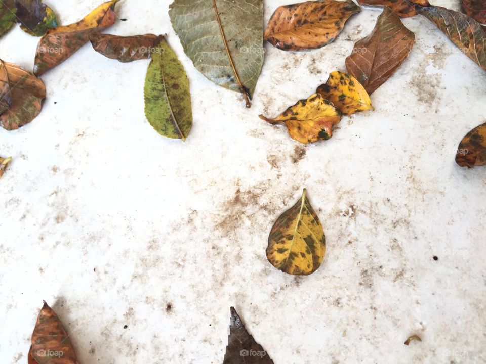 Autumn foliage with a white background