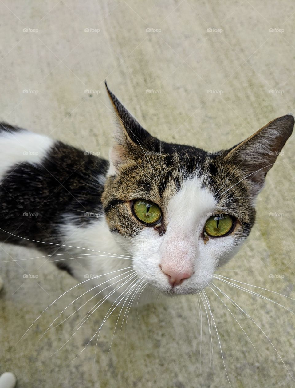 gray calico cat