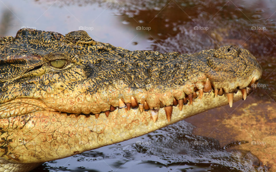 Close-up Portrait of Crocodile