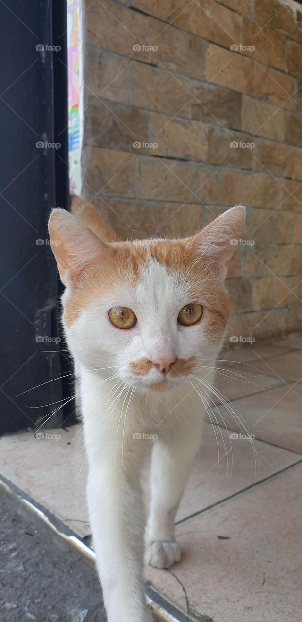 Beautiful white and yellow cat with funny mustache