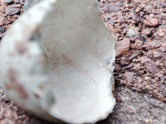 Inside of hatched bird egg