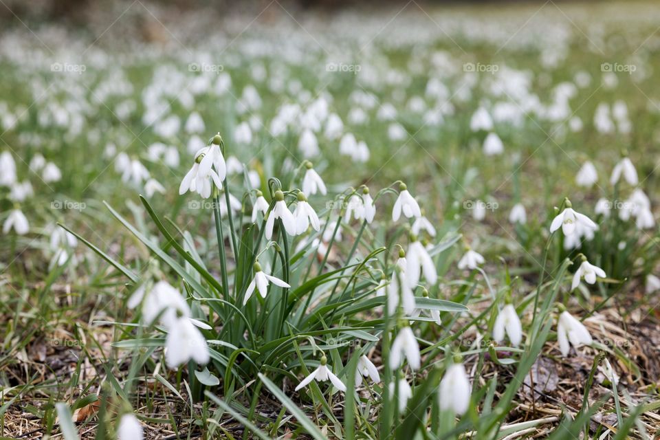 Snowdrops in a clearing in the March