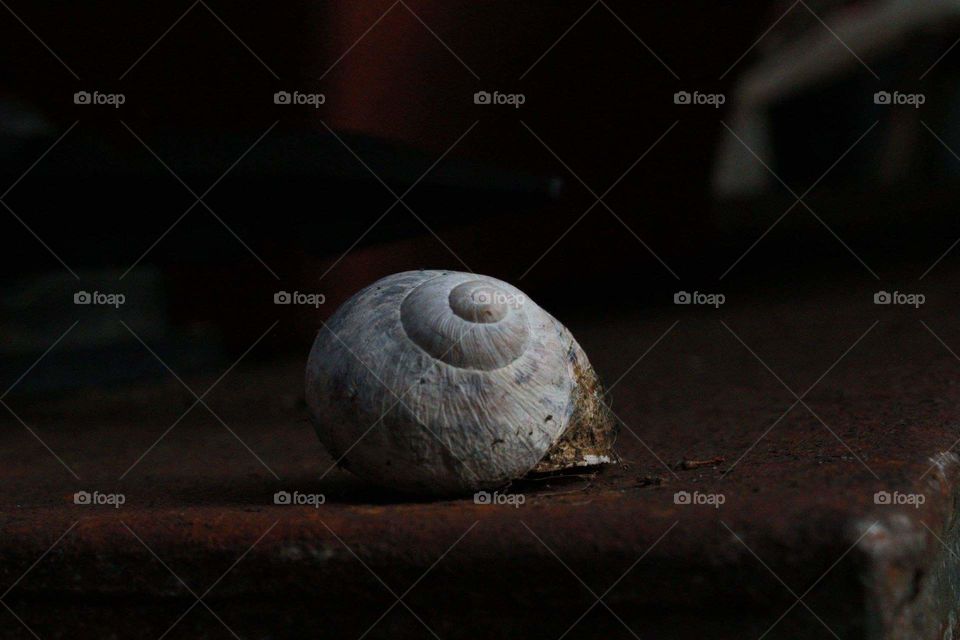 Snail