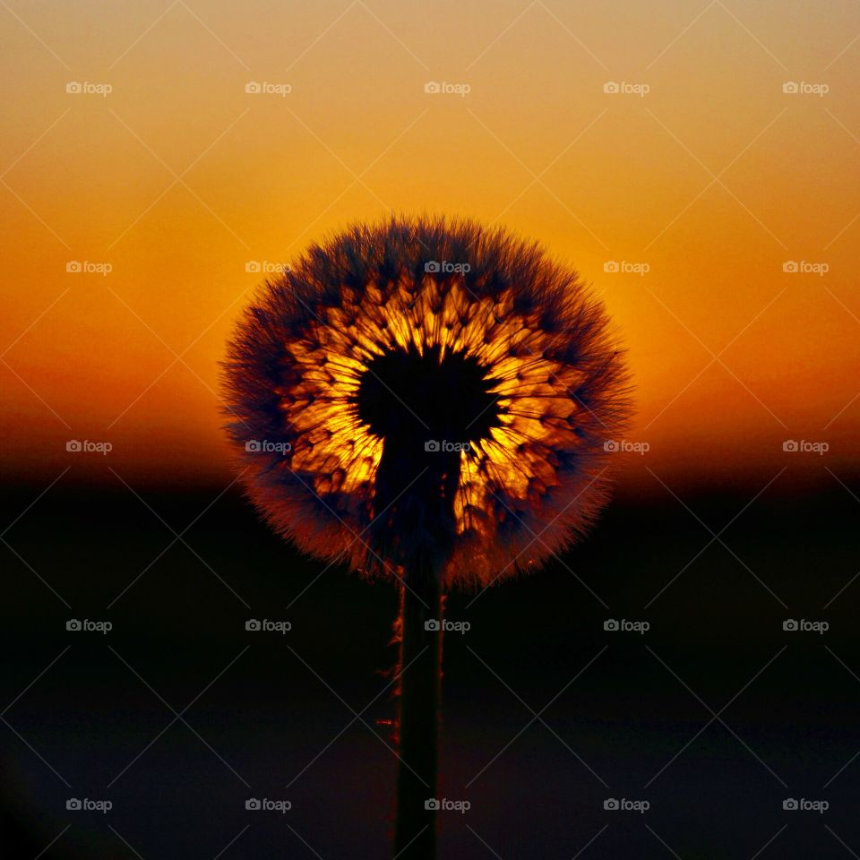 Pusteblume