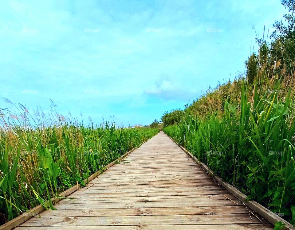 The Marais de la Tête Noire, located in Rognac, is a remarkable natural area in France. It is a preserved space that hosts a diversity of flora and fauna typical of wetland environments.
