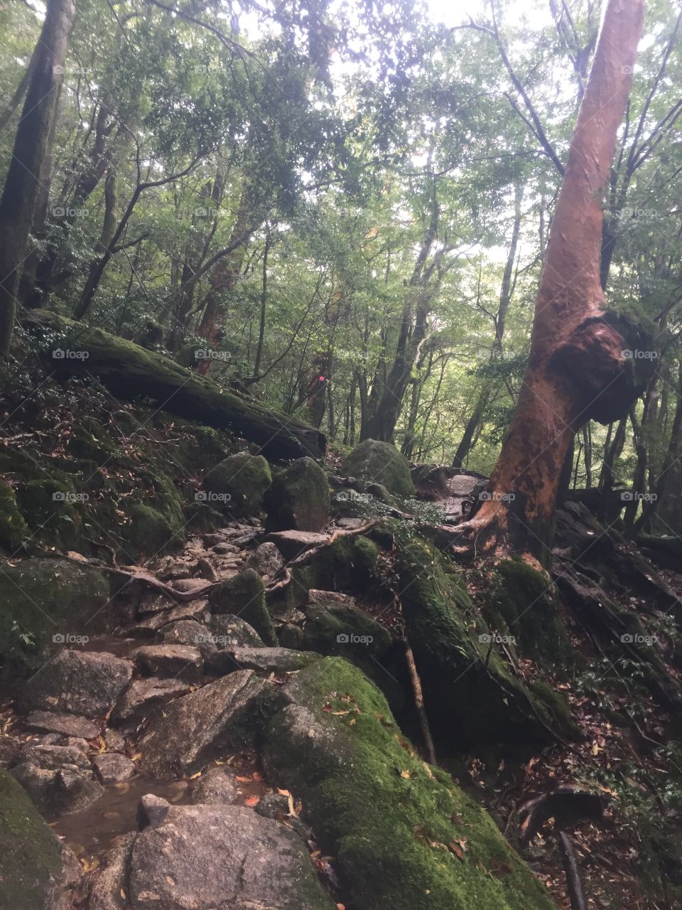Hiking path in shiratani unsuikyo in Yakushima 