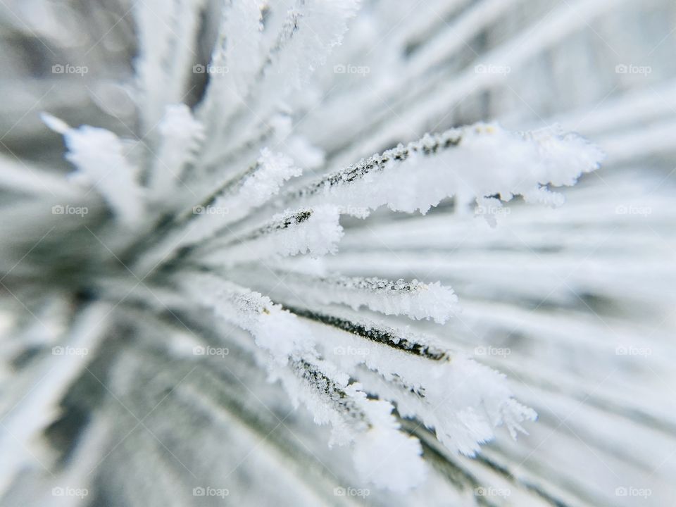 Amazing closeup of rime ice! 