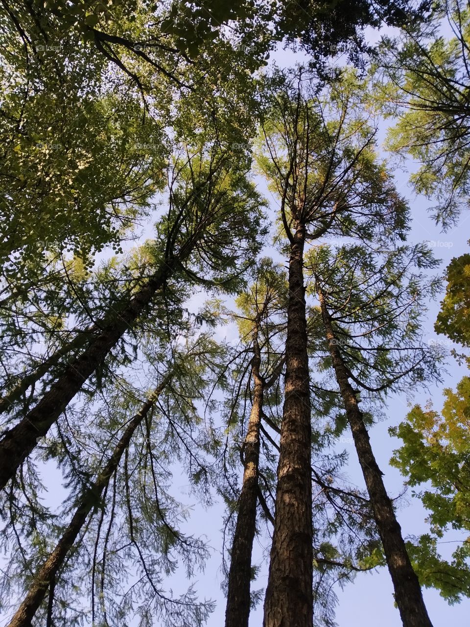 Pine trees reach up to the sky.