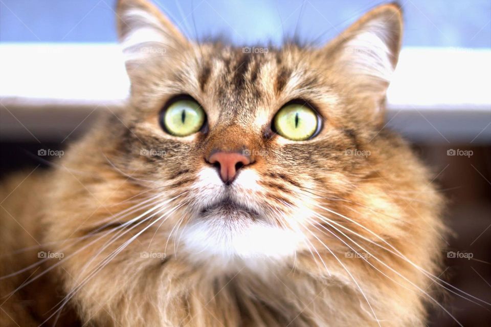 The sweetness of a cat - wide eyed and full of life