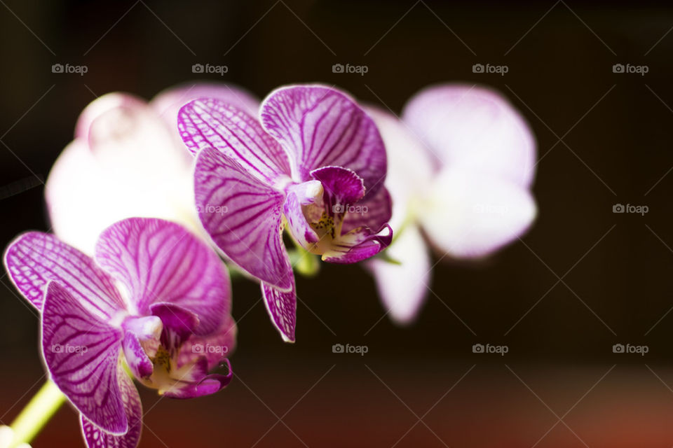 purple orchids