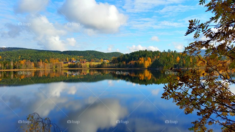 Forest in Sigdal , Norway