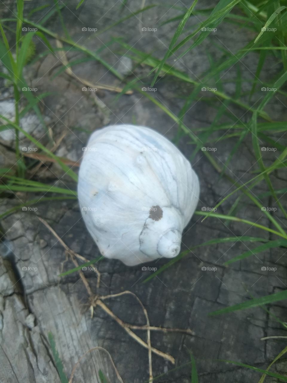 Algo del mar en la tierra