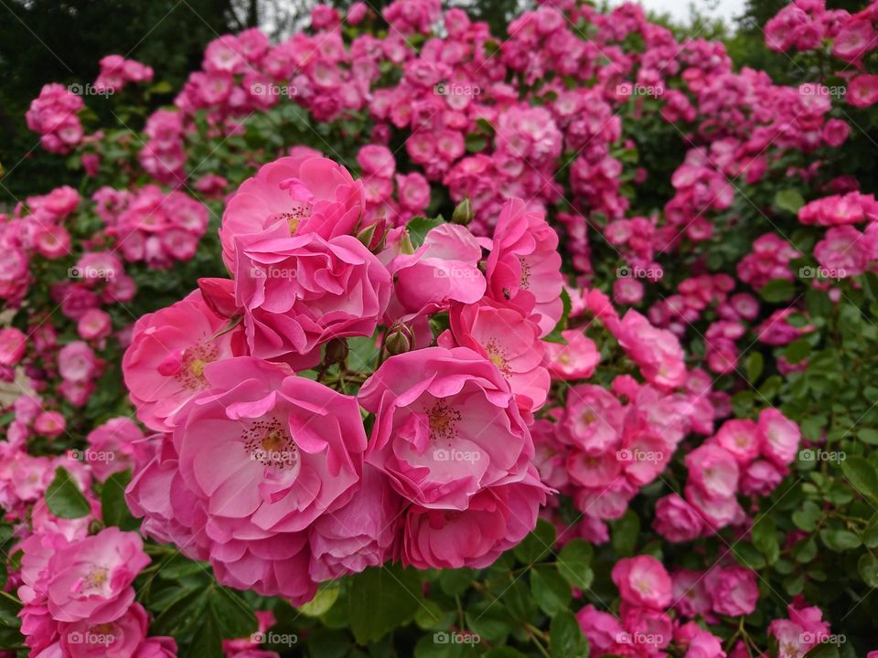 Bonitos flores desenfrenados 