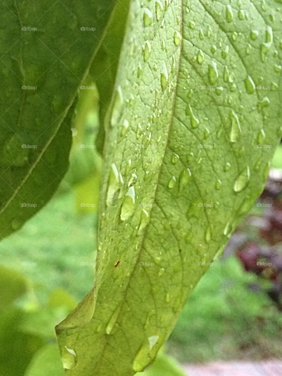 rain drops on leaves