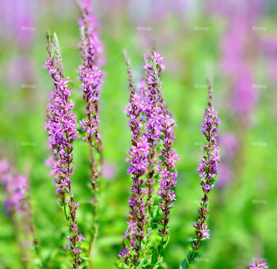 Lavender flowers