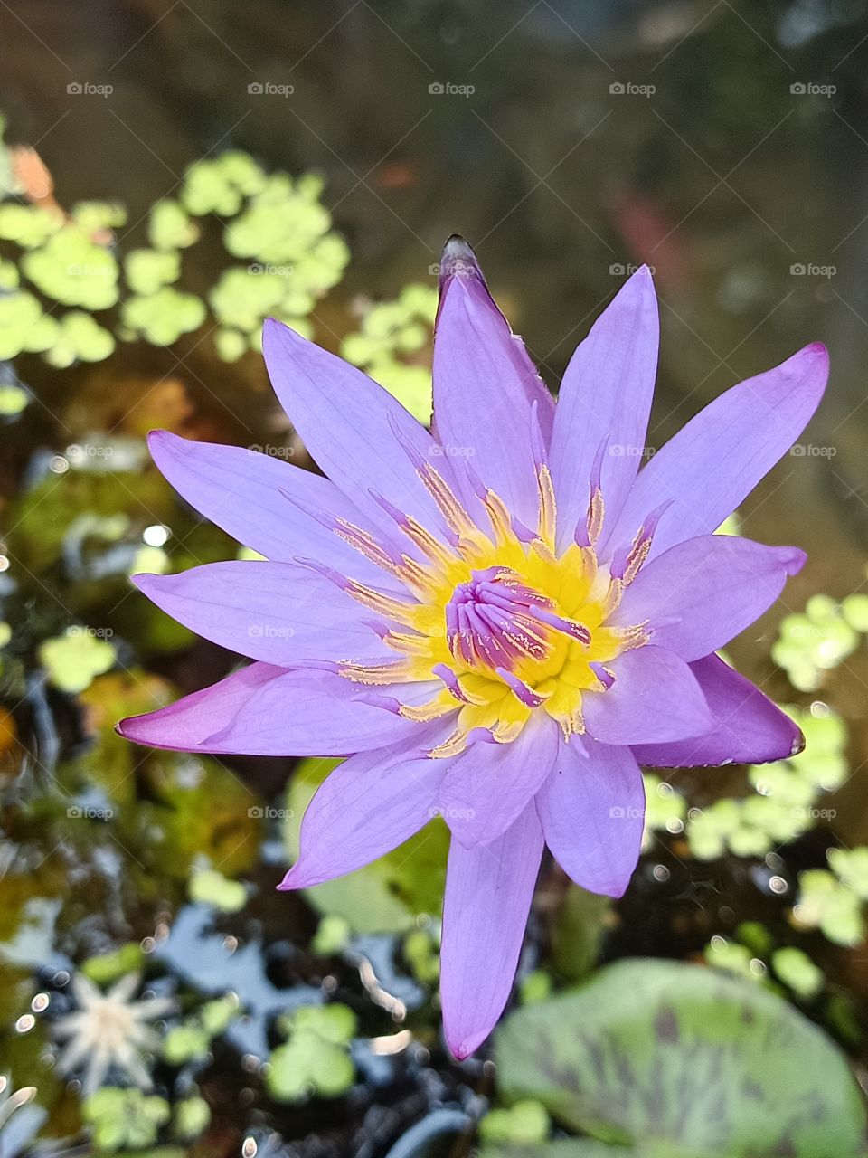 A Purple Lotus bloom in a pond