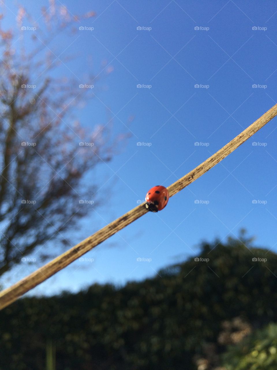 Take A Walk. Ladybird or Ladybug enjoying the sun ...