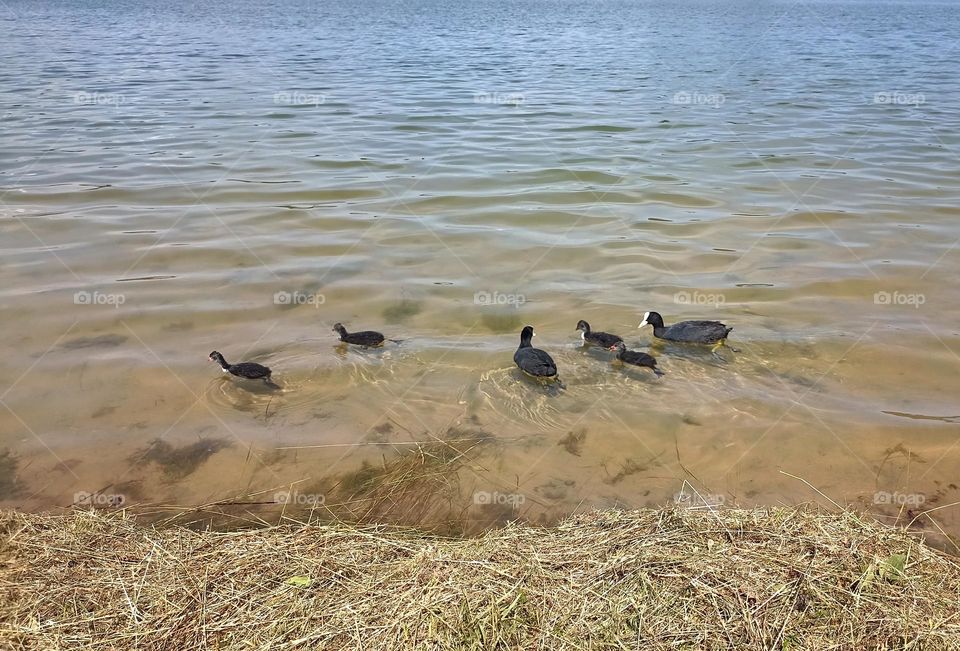 urban animal birds black ducks on a city lake