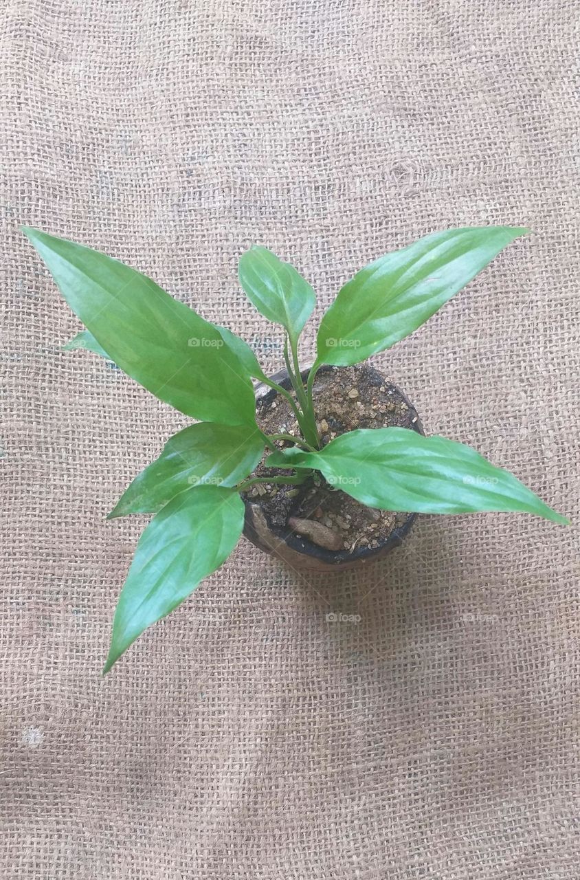 plant in a coconut shell