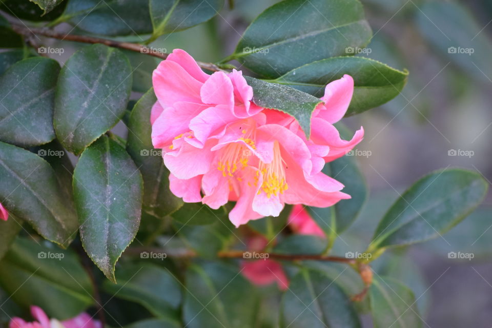 Pink flower blooming on plant