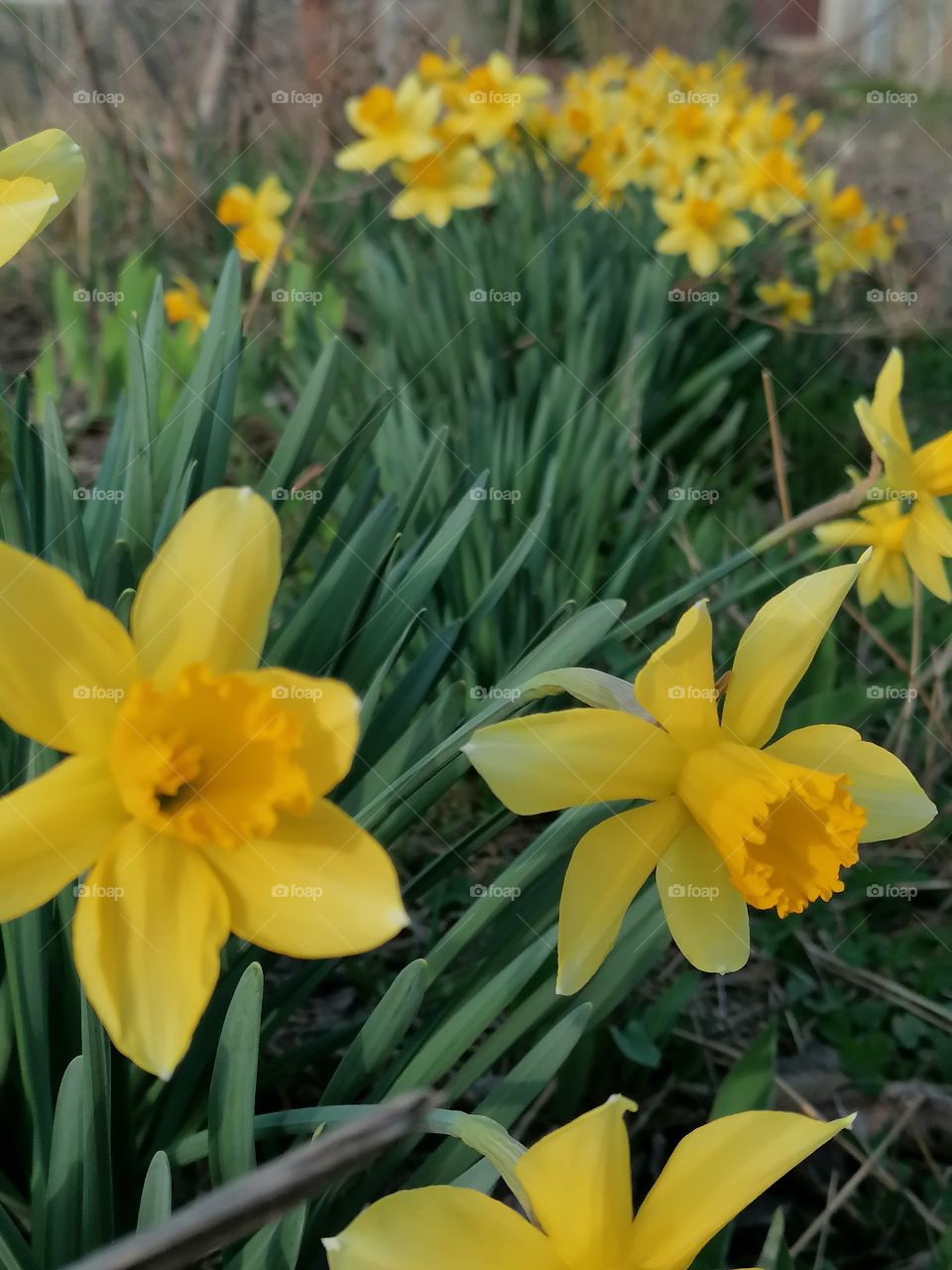 Since March, almost all garden plots in Russia, including ours in the Krasnodar Territory on the Black Sea coast, are painted in yellow and white tones. This means that daffodils have awakened from hibernation, and spring has come with them!