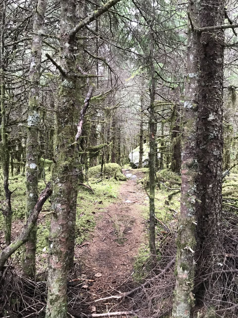 Forest hike, Juneau