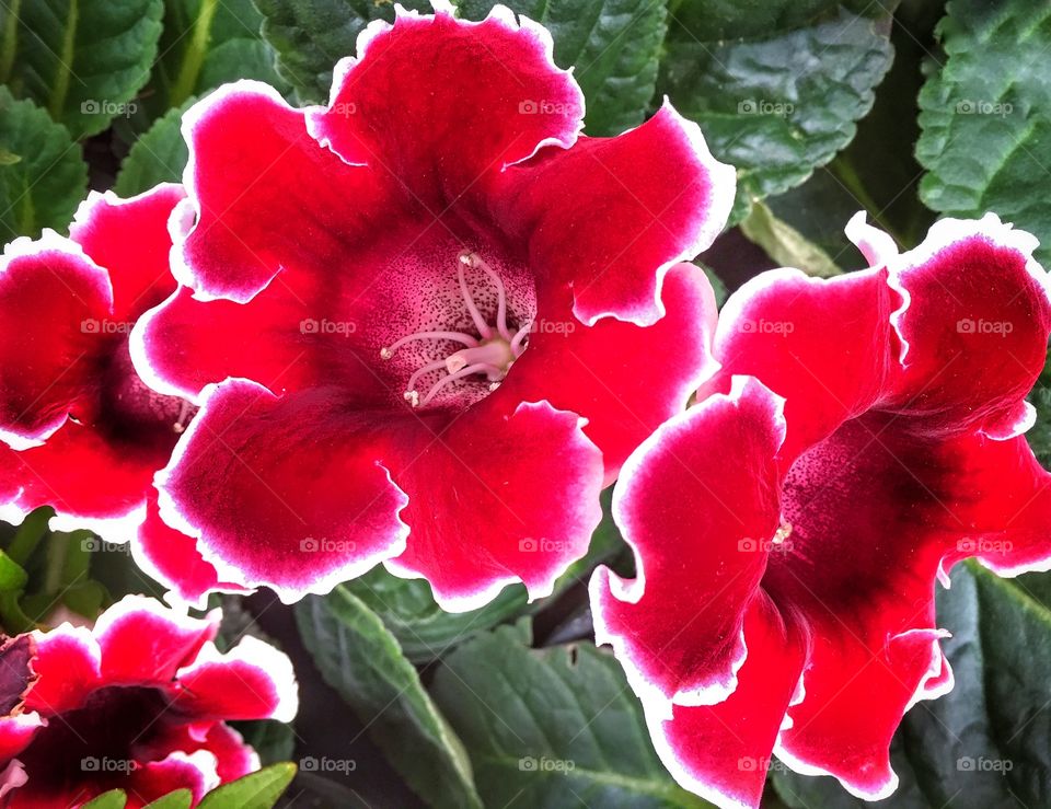 Gloxinia flowers