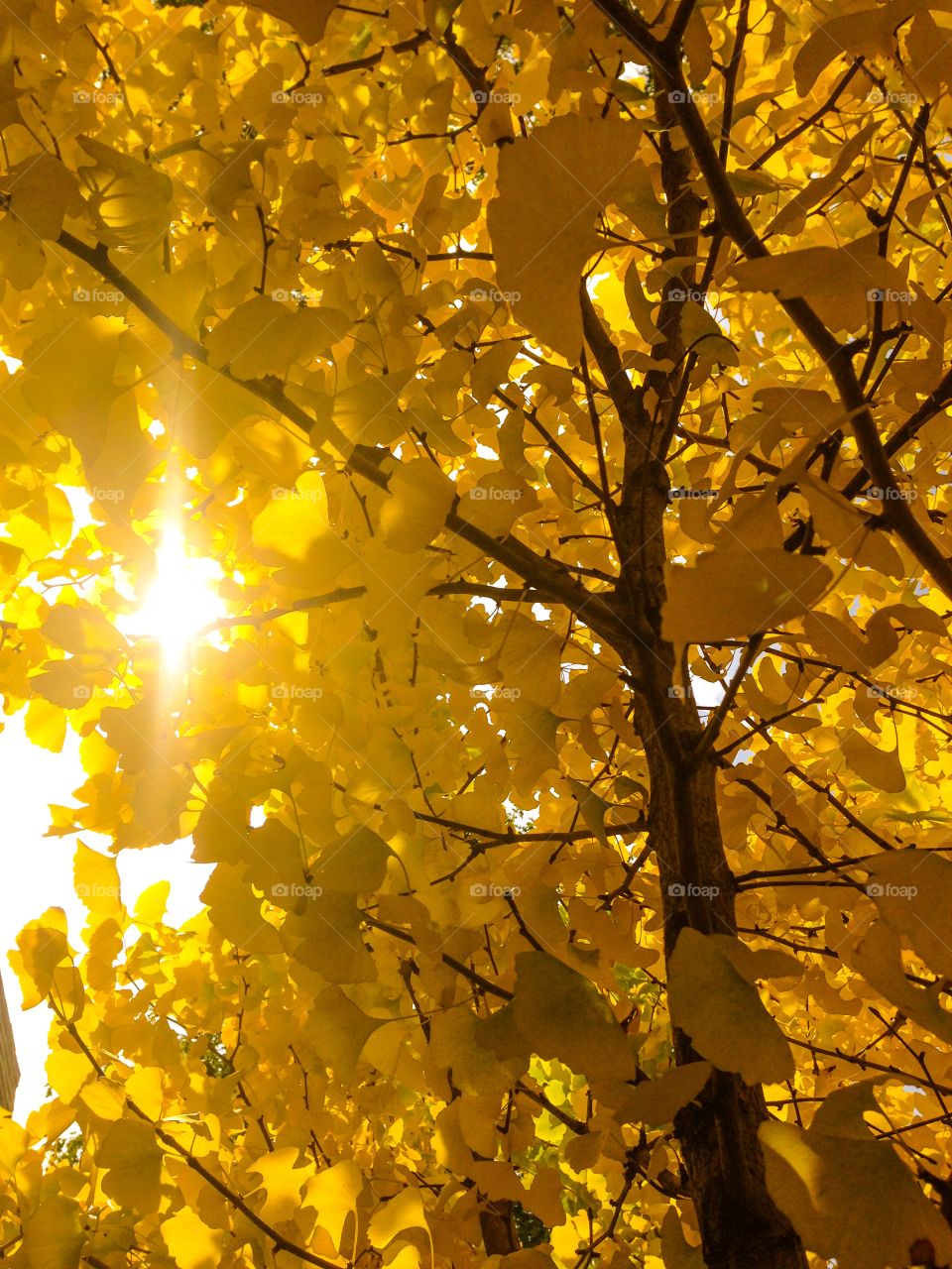 Sunset infused maple tree