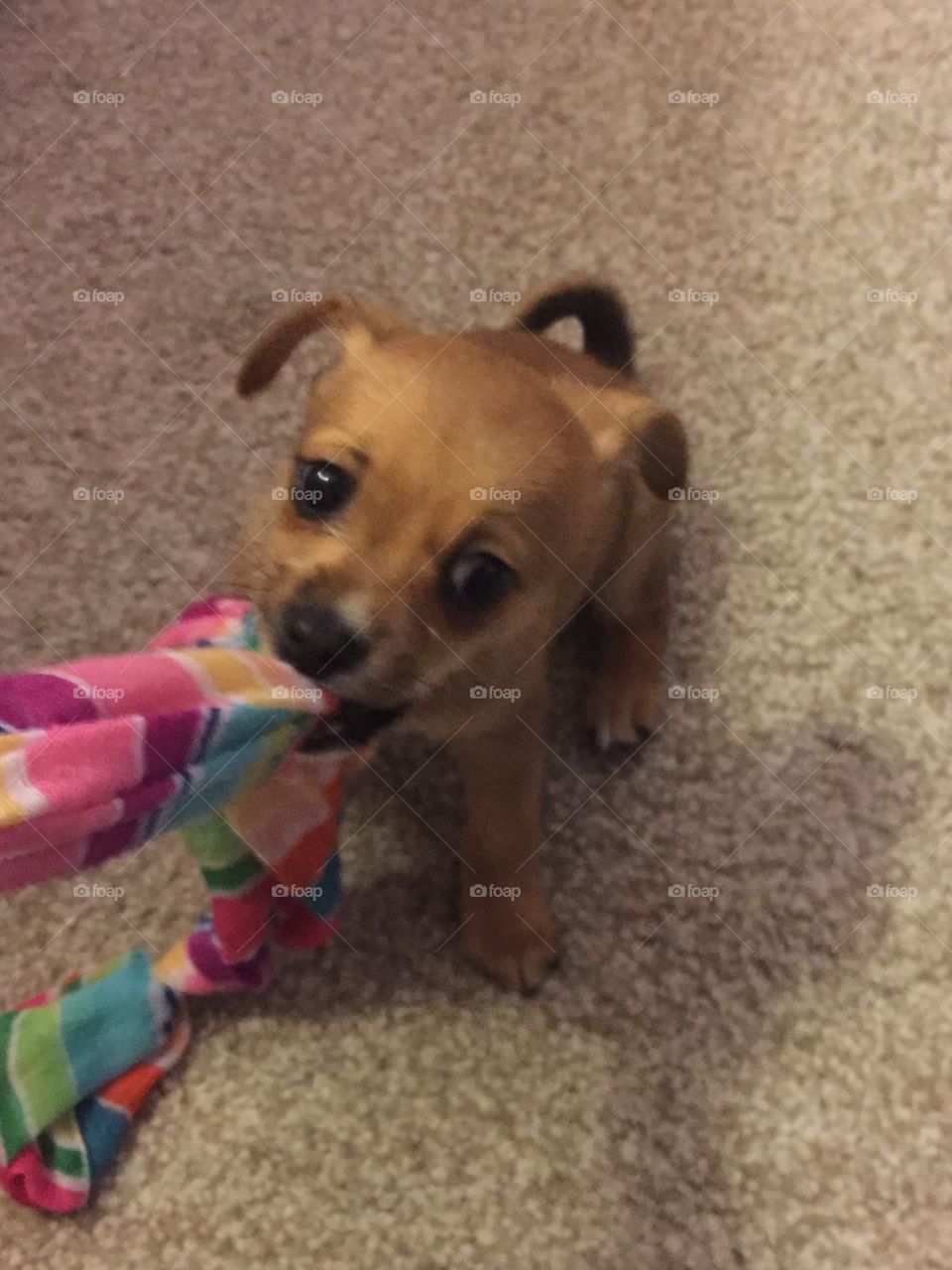 Tug-A-War Puppy