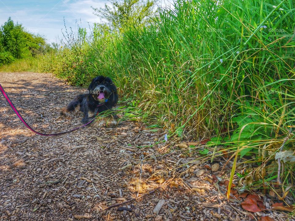 Dog Resting in Some Shade