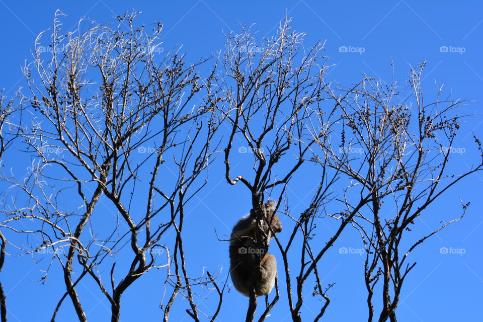 koala in the trees