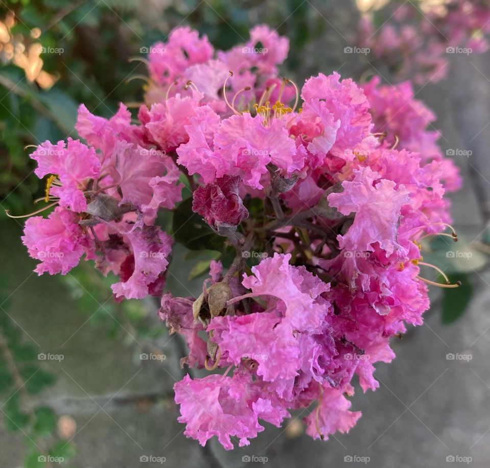 🌹 🇺🇸 Very beautiful flowers to brighten our day.  Live nature and its beauty. Did you like the delicate petals? / 🇧🇷 Flores muito bonitas para alegrar nosso dia. Viva a natureza e sua beleza. Gostaram das pétalas delicadas? 