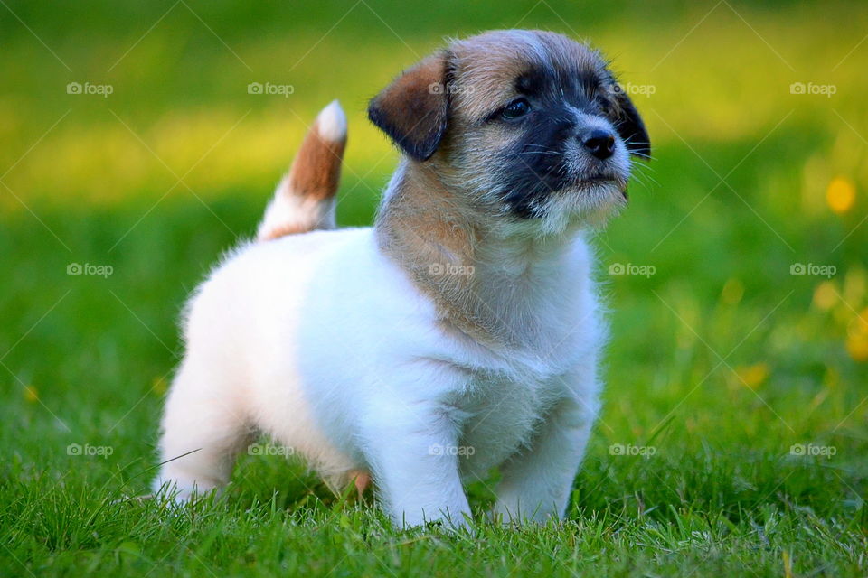 Adorable puppy on grass