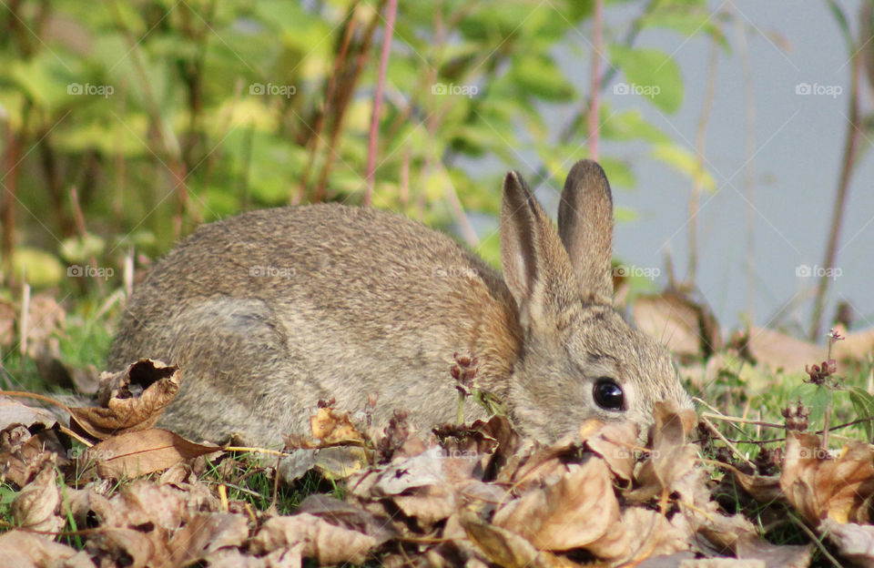 Rabbit, leafs and green grass