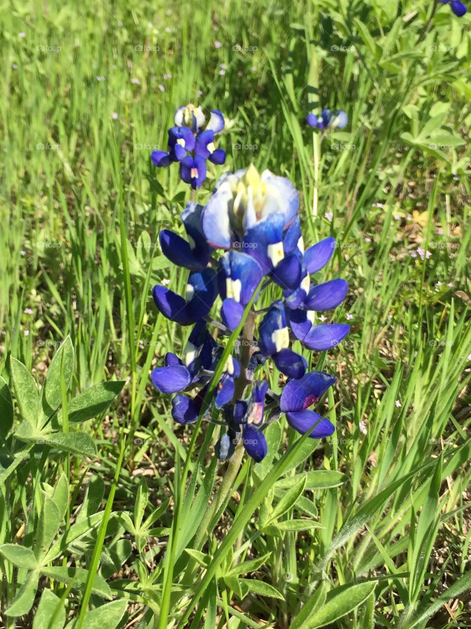 Bluebonnet