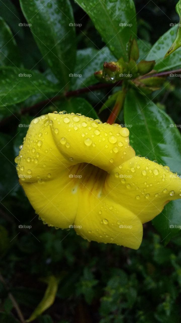 Close up of yellow flower