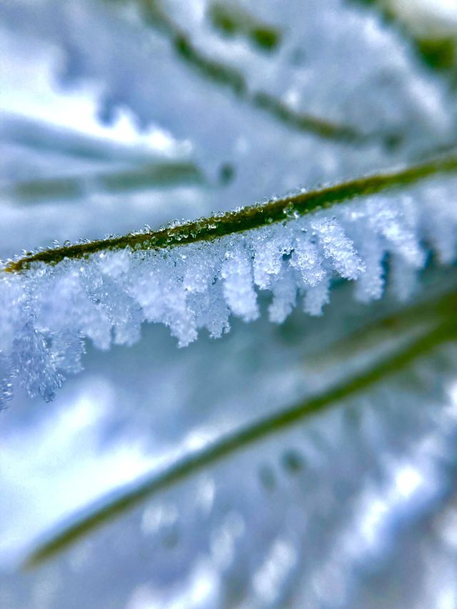 spruce branch in the winter 