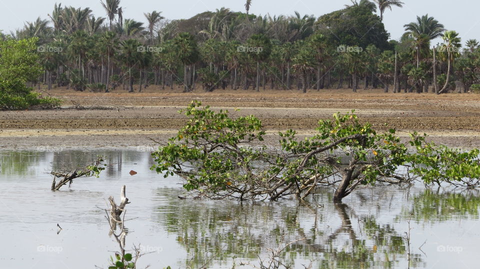 Tree reflecting on lake