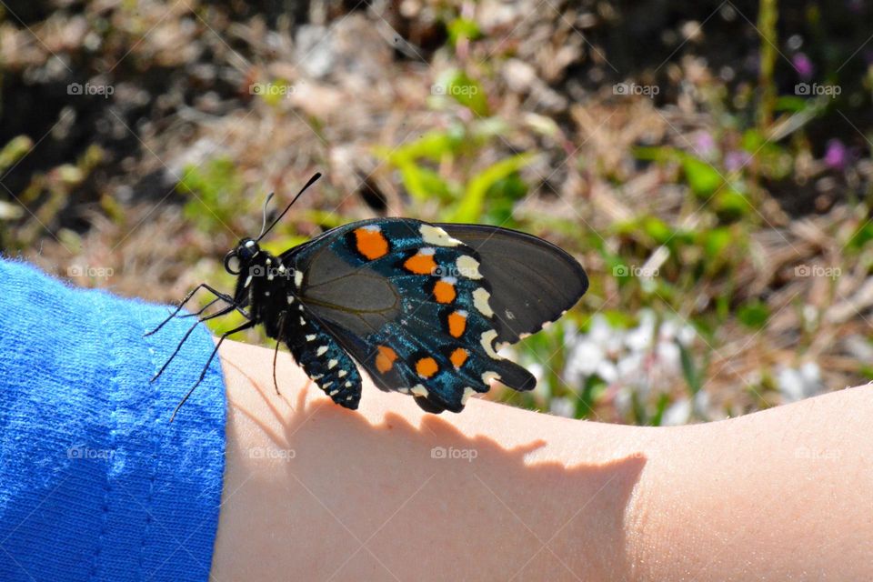 This colorful Swallowtail butterfly landed on this girls arm and created a shadow while doing so